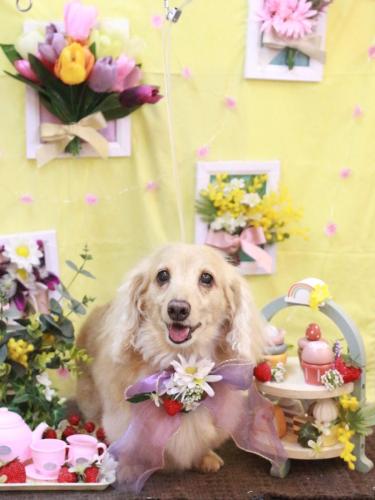 20230326グラちゃん